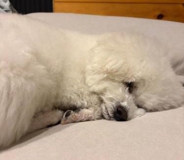 Ogano-machi Apartment | にこの家 -多頭飼い,大型犬も猫もうさぎも歓迎 秩父の一棟貸し-