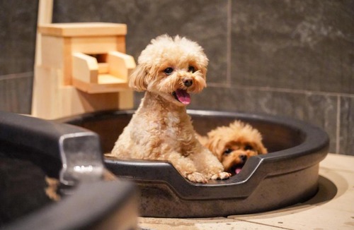 Gora Hotel | ゆるり箱根withDOGS