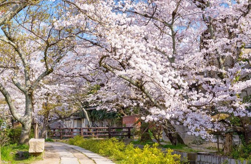 Sakyo Ward Bed & Breakfast | Bed and breakfast ∙ 2 guests