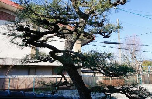 Kita Ward House | Matsuharu ANN