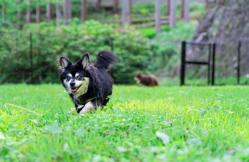 Atami House | Nonsmoking Rental villa with dog run and hot sp/Atami Shizuoka