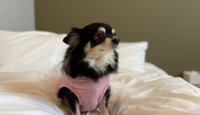 Private room Dog friendly twin room Bath t/Osaka Ōsaka