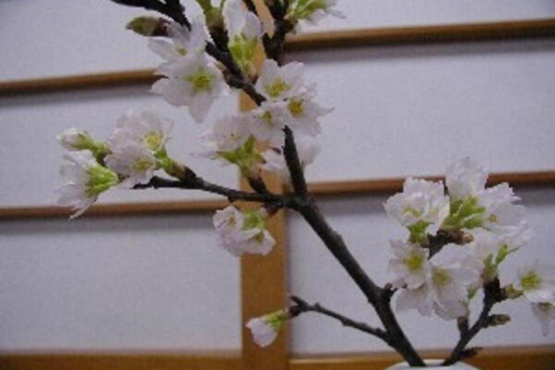 Sakata Hotel | Wakaba Ryokan/Vacation STAY 29362
