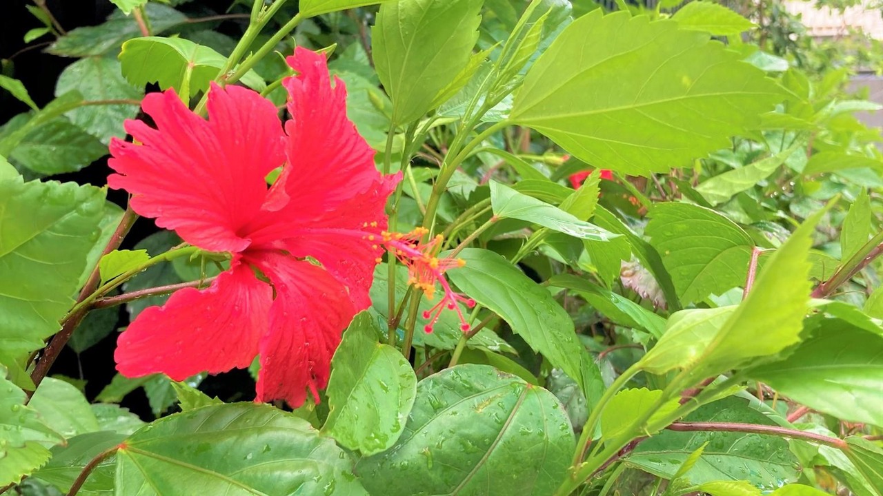 Photo of Others in Maejima
