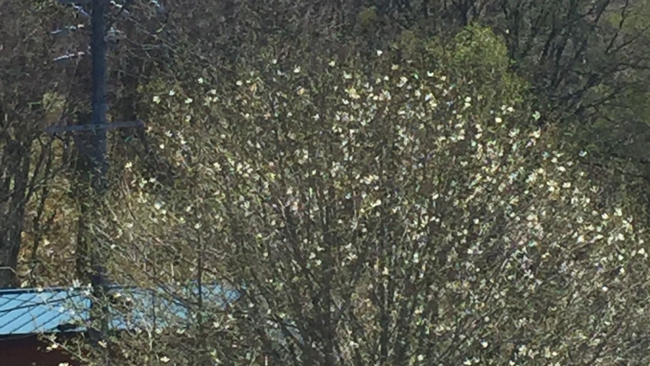 Photo of Outdoor in Shirakabako