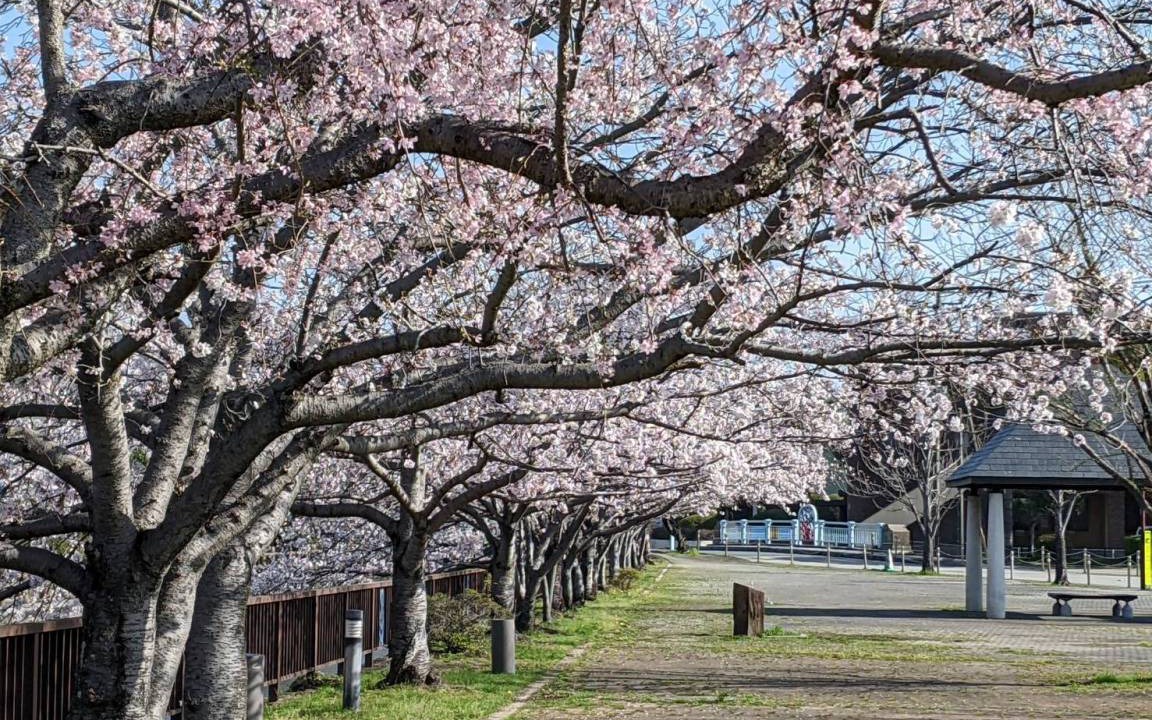 Photo of Others in Okawa