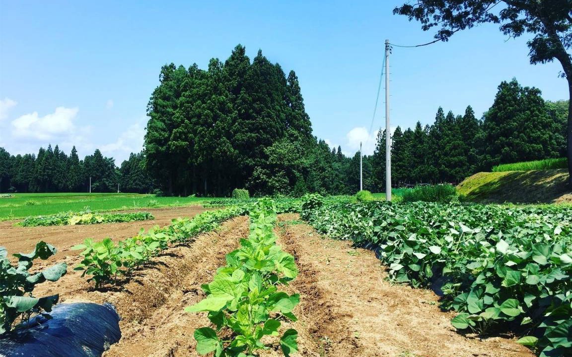Photo of Others in Tokamachi