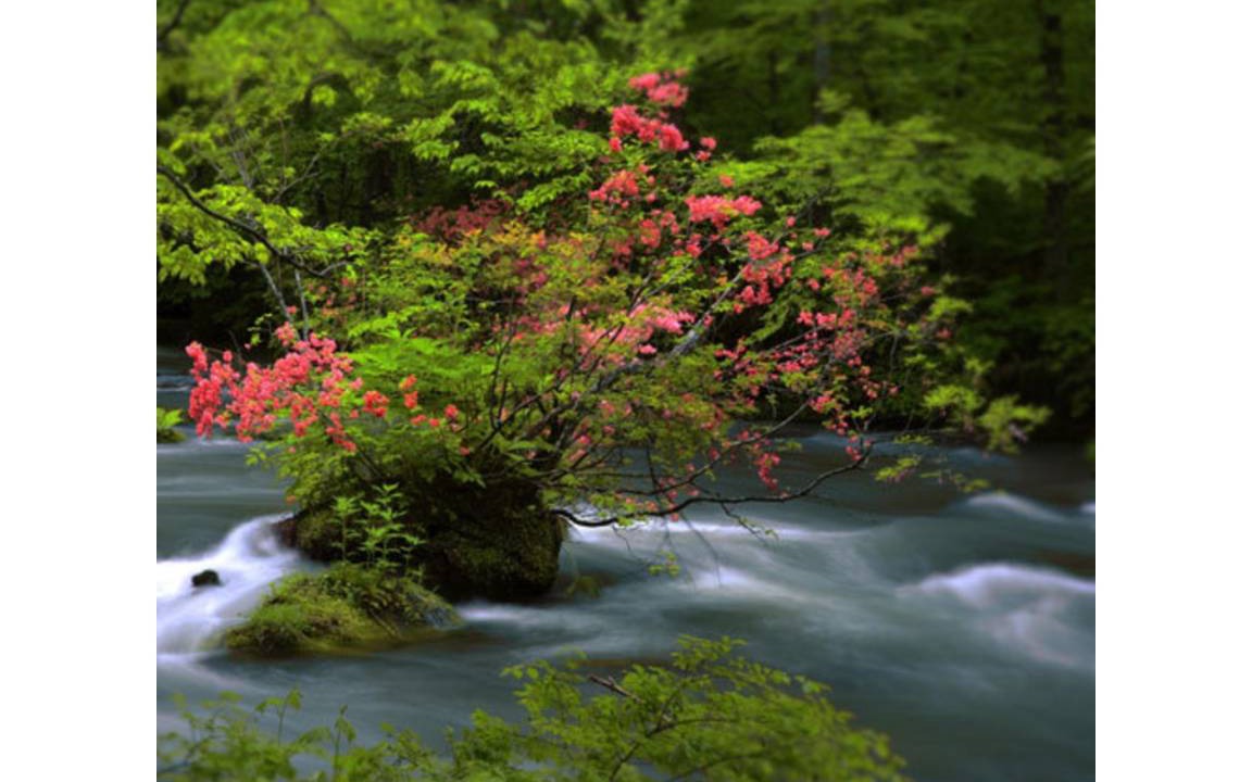 Photo of Others in Towada
