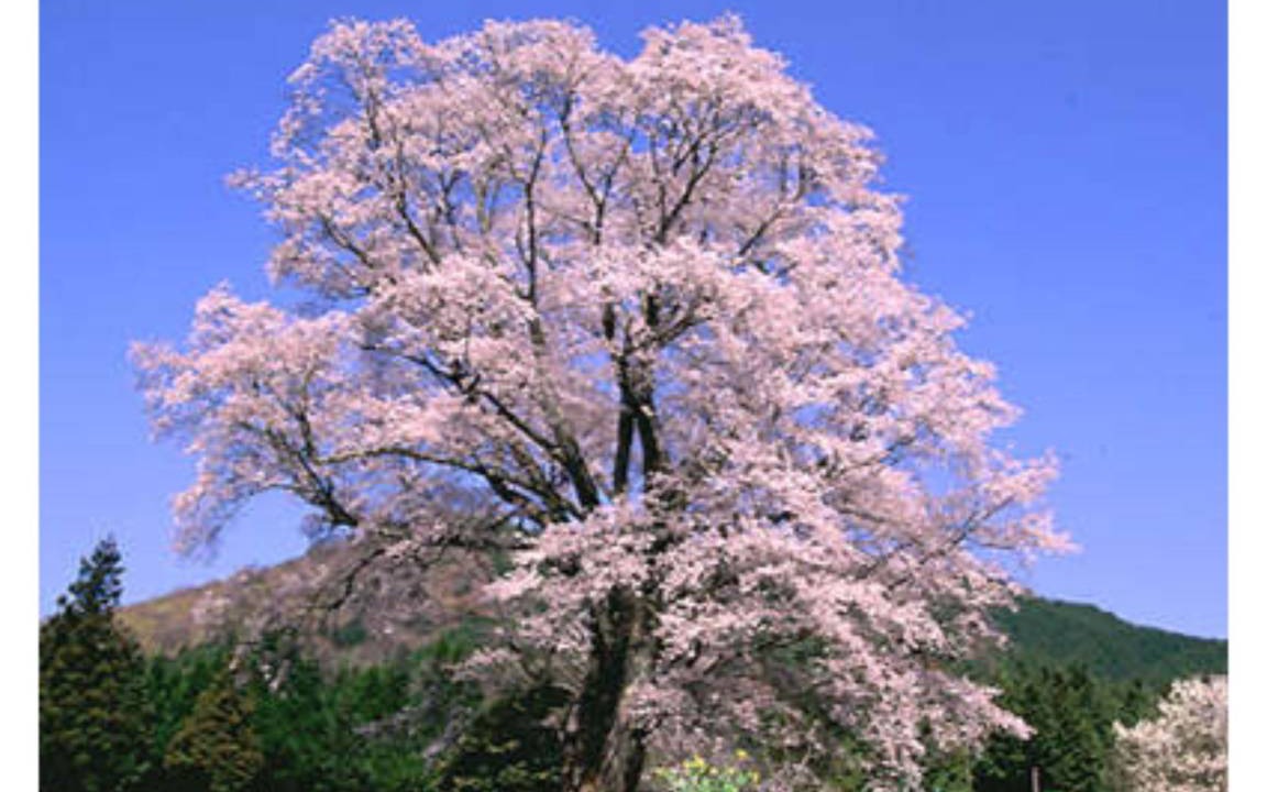 Photo of Others in Shobara