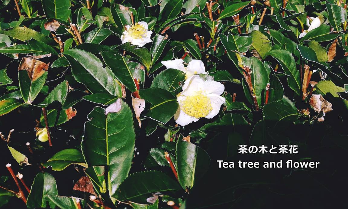 Photo of Others in Shimada