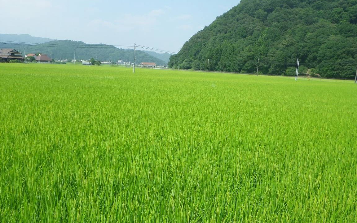 Photo of Others in Akitakata