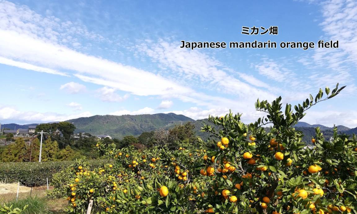 Photo of Others in Shimada