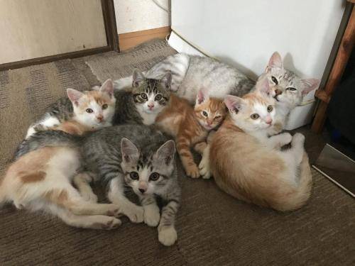 Photo of Others in Minamitsugaru-gun