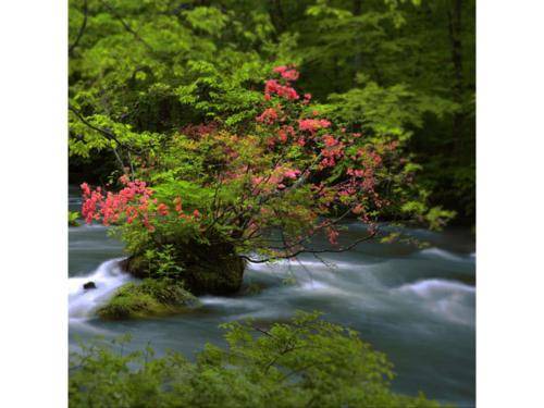 Photo of Others in Towada