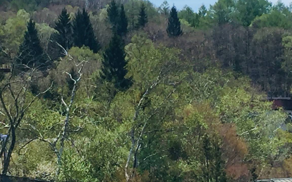 Photo of Outdoor in Shirakabako