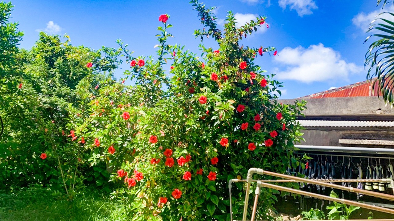 Photo of Outdoor in Uehara