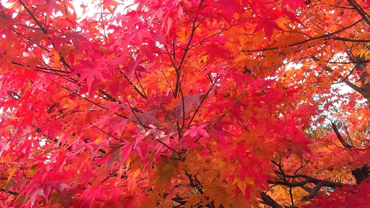 Photo of Outdoor in Sagano