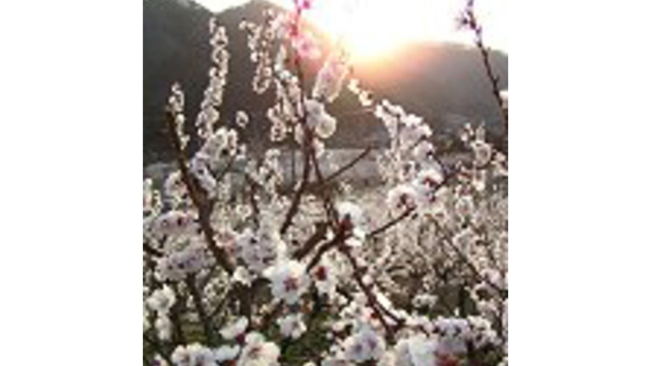 Photo of Others in Chikuma