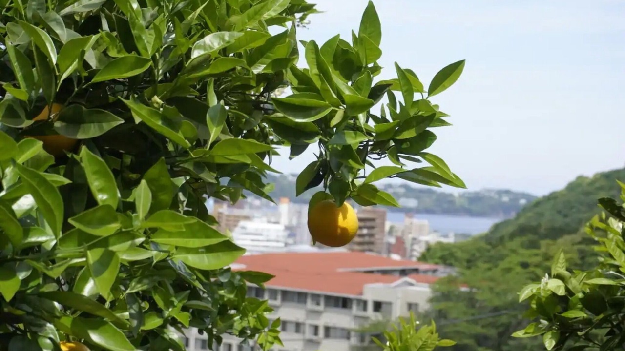 Photo of Outdoor in Miyakami