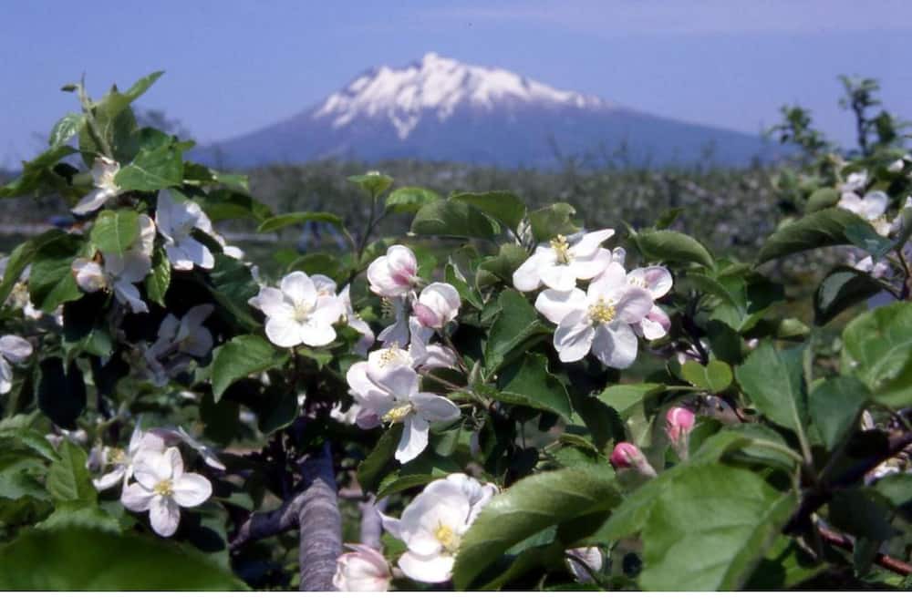 Photo of Others in Goshogawara