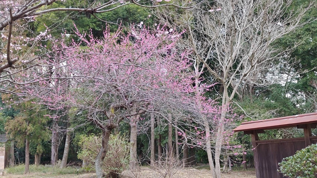 Photo of Outdoor in Yotsukaido