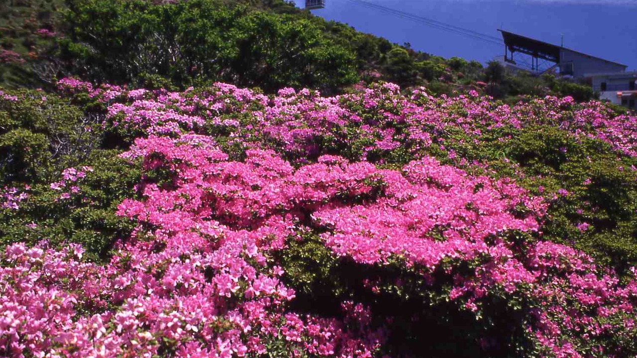 Photo of Others in Unzen