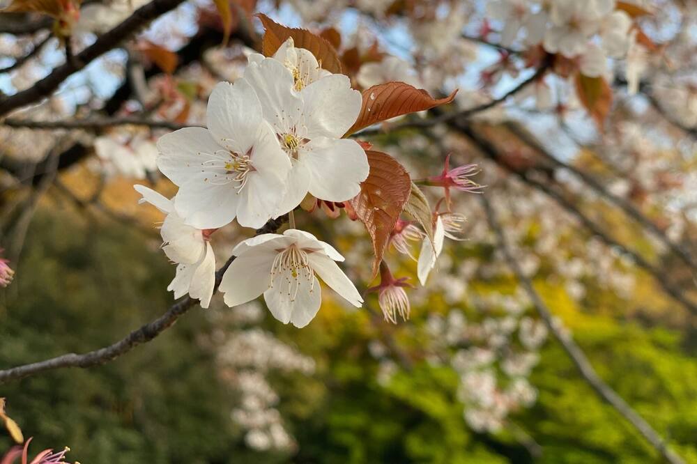 Photo of Others in Minamiaoyama