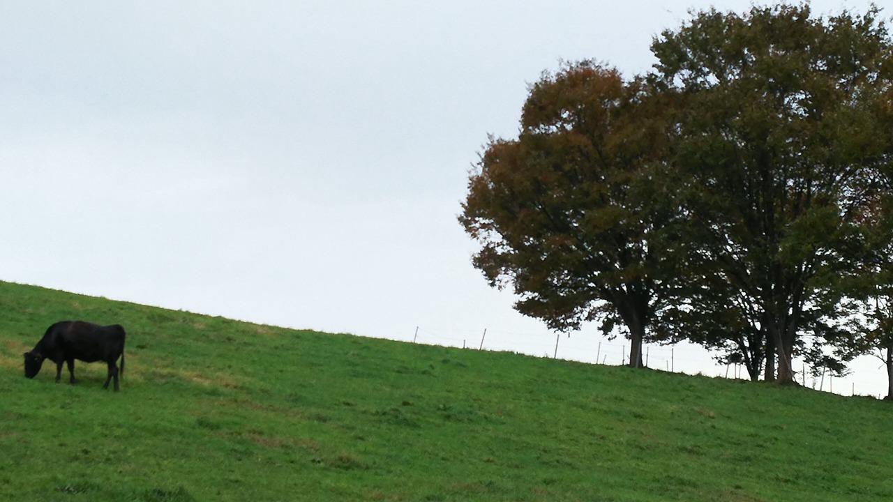 Photo of Others in Tsuruoka