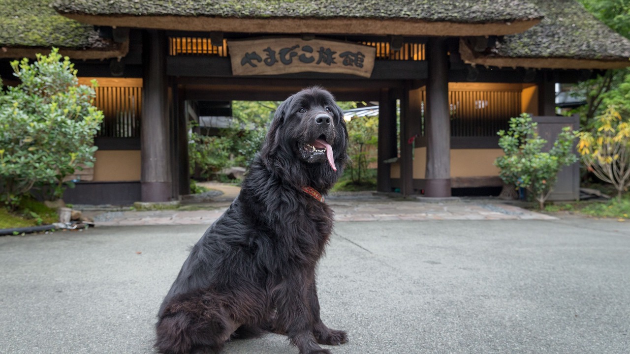 Photo of Outdoor in Kurokawa Onsen