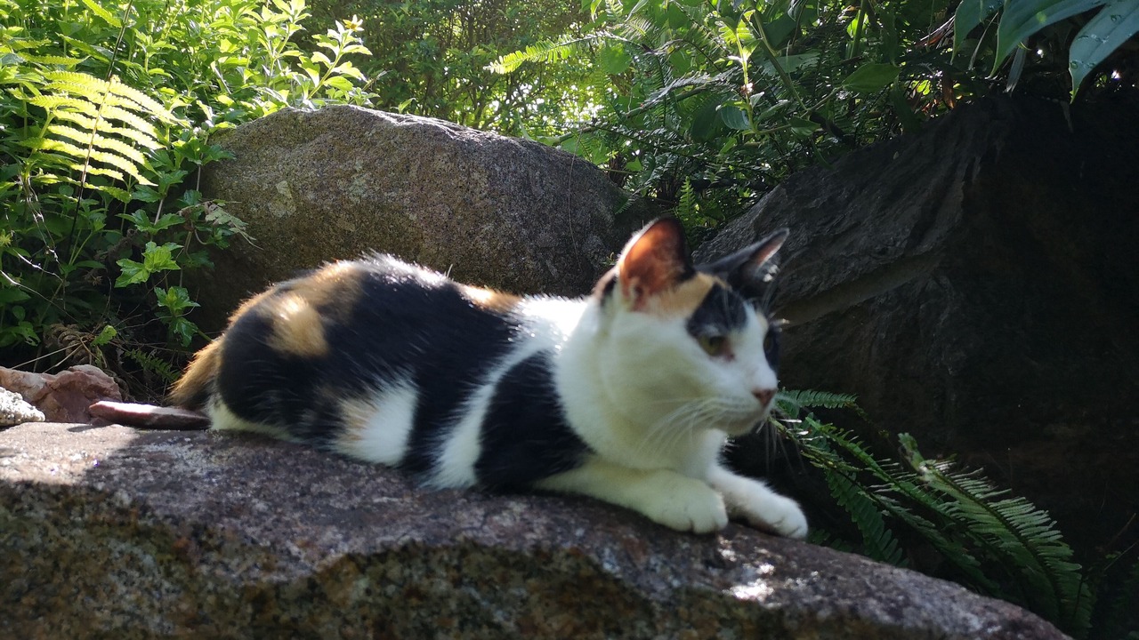 Photo of Outdoor in Yakushima