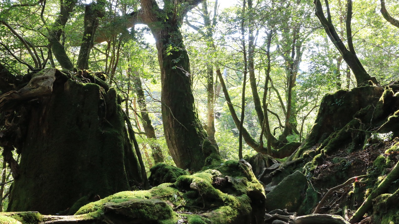Photo of Outdoor in Miyanoura