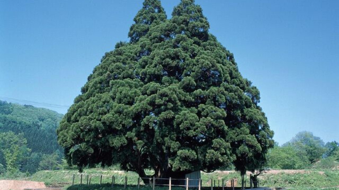 Photo of Others in Shinjo