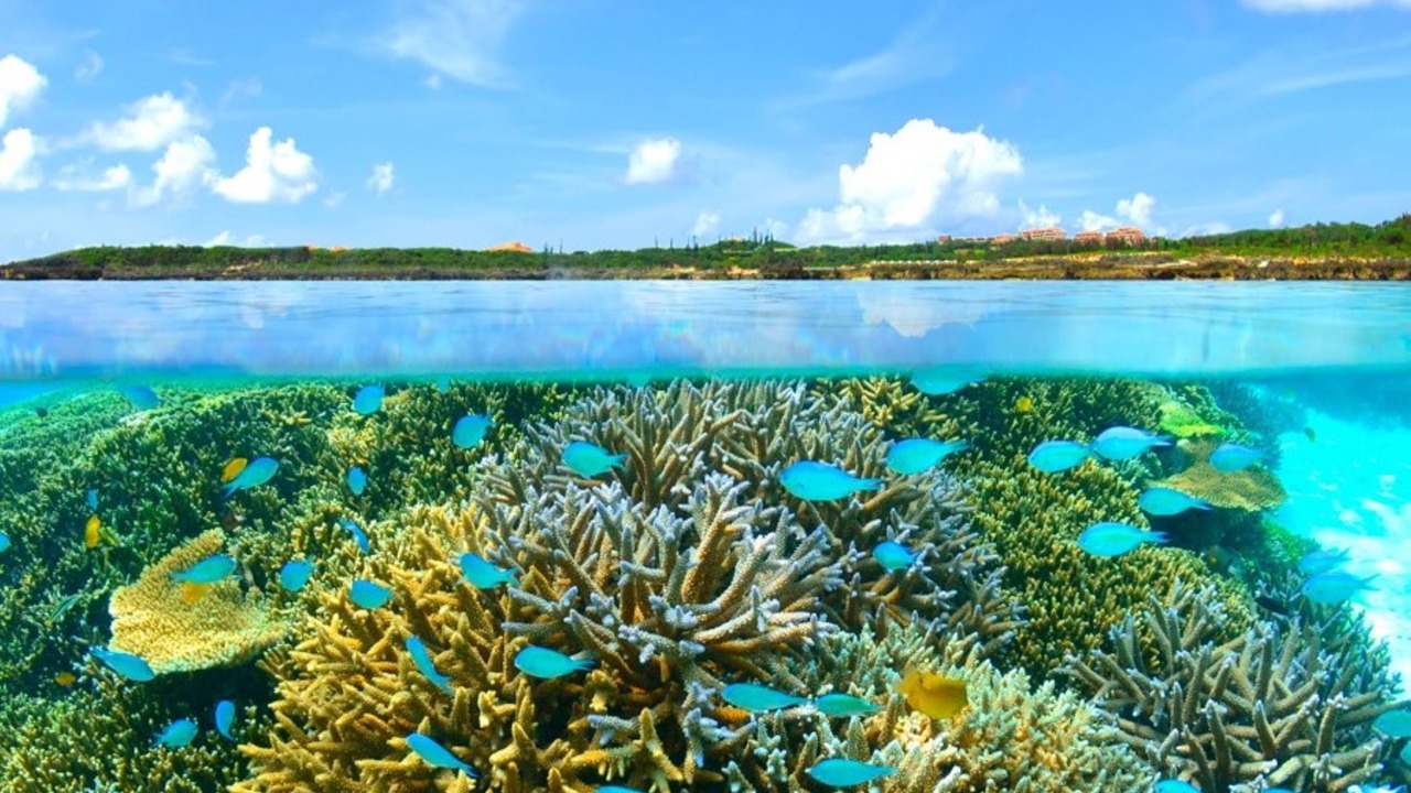Photo of Others in Miyakojima
