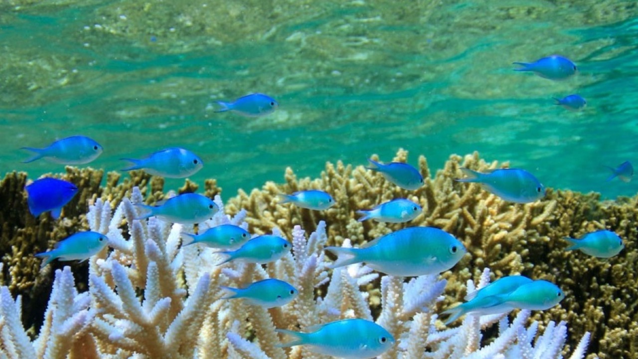 Photo of Others in Miyakojima