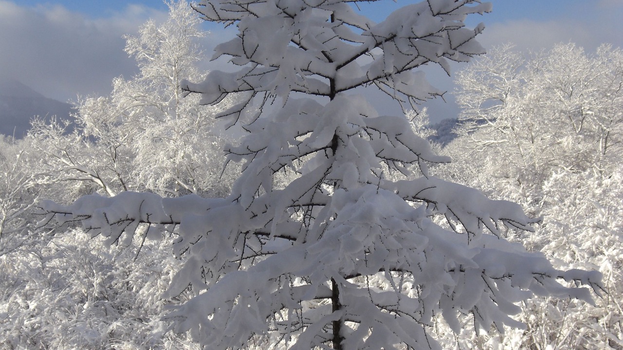 Photo of Others in Myoko