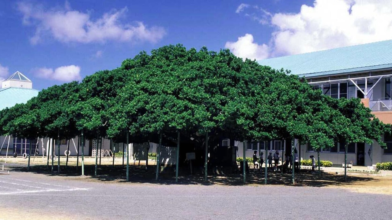Photo of Outdoor in Wadomari