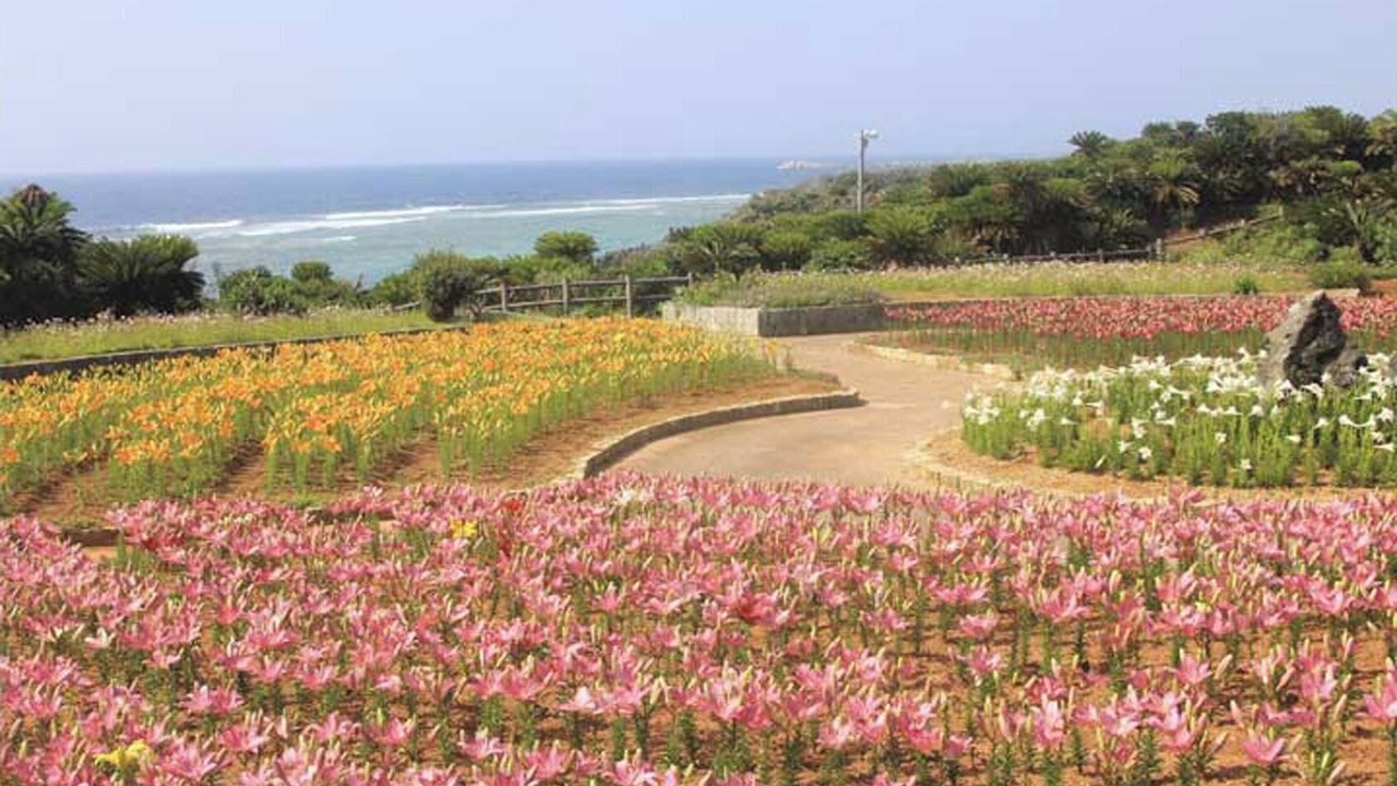 Photo of Others in Wadomari