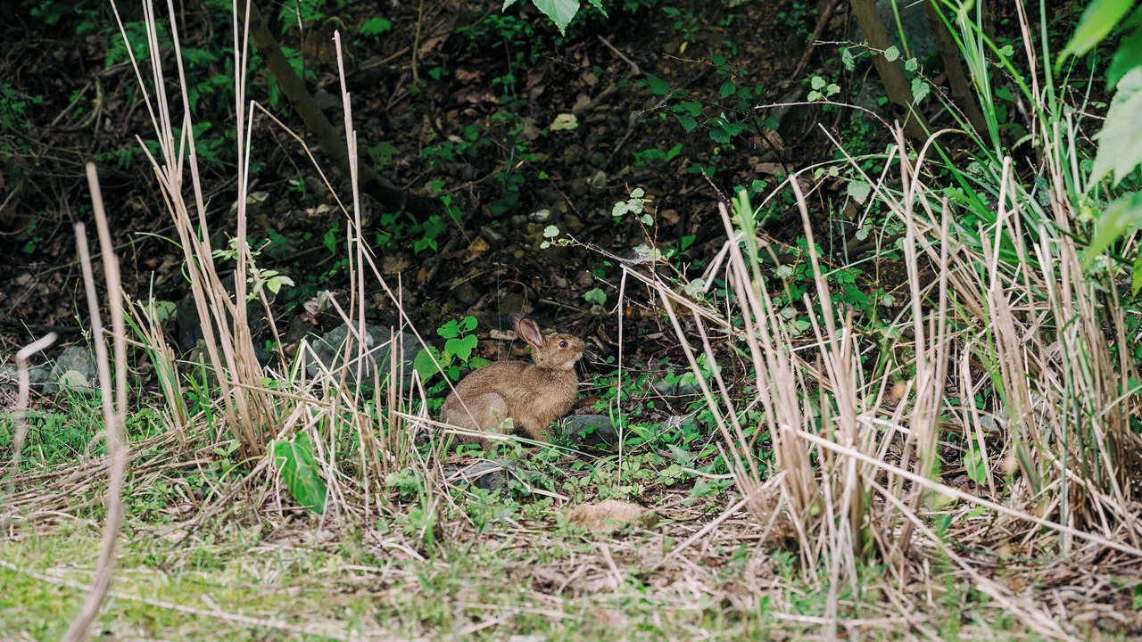 Photo of Outdoor in Wakasa