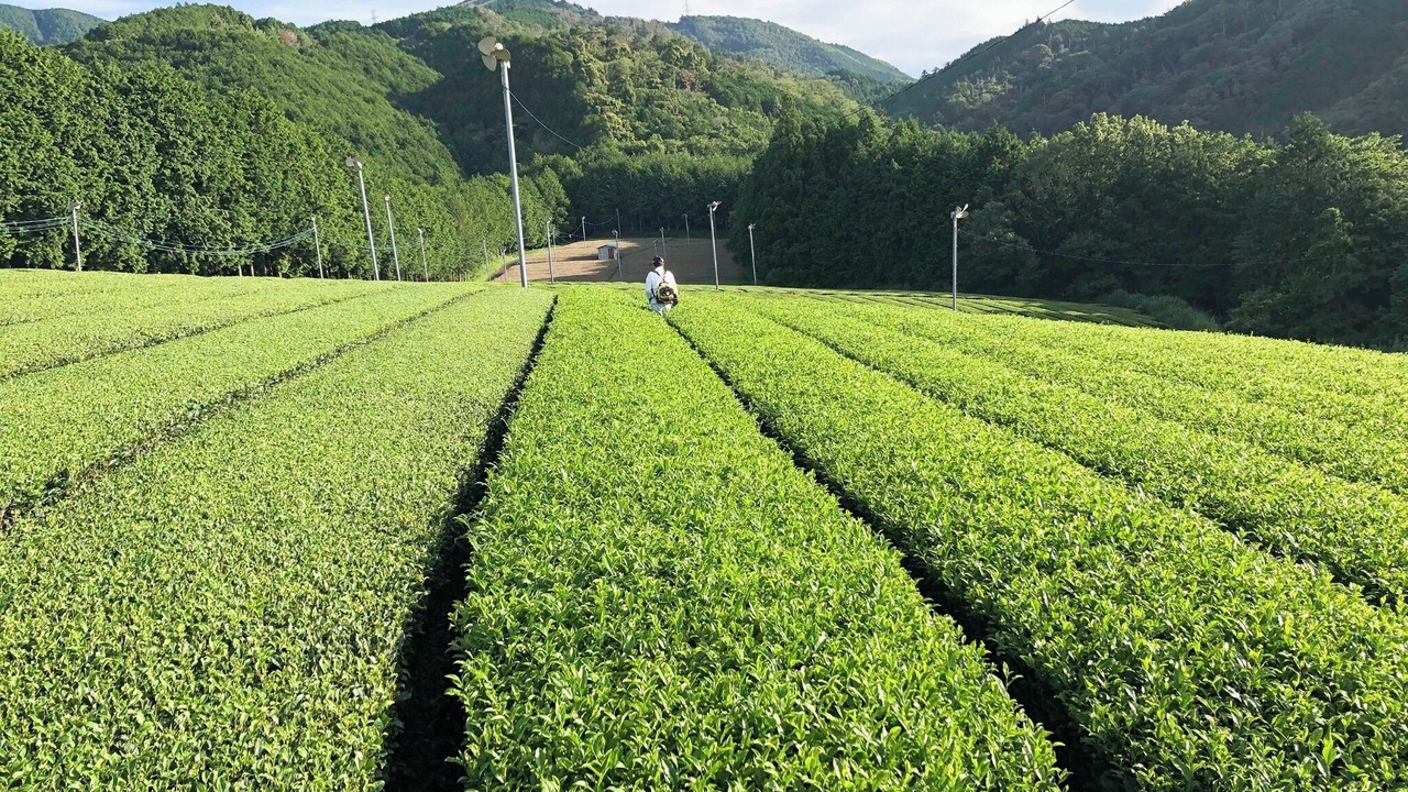 Photo of Others in Shimada