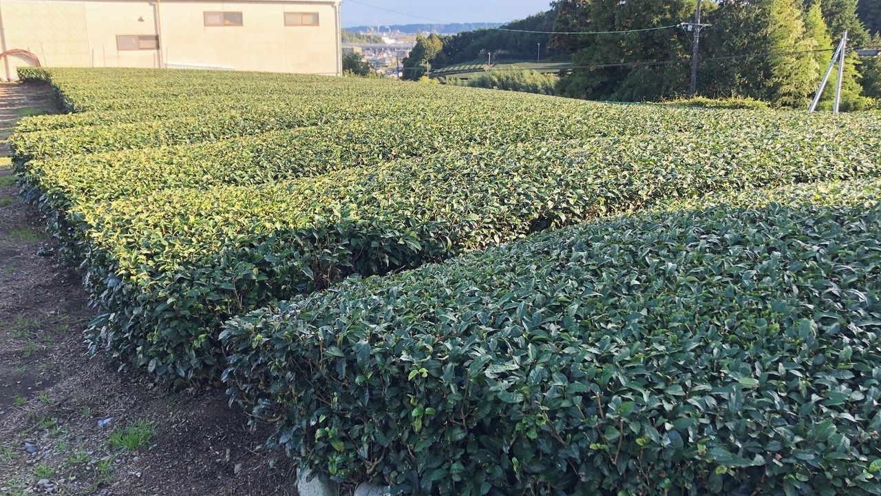 Photo of Outdoor in Shimada