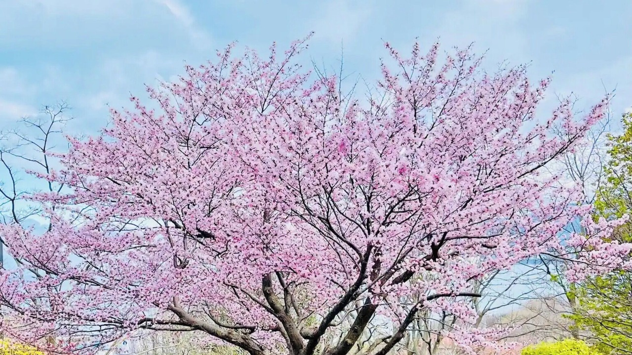 Photo of Outdoor in Kita Ward