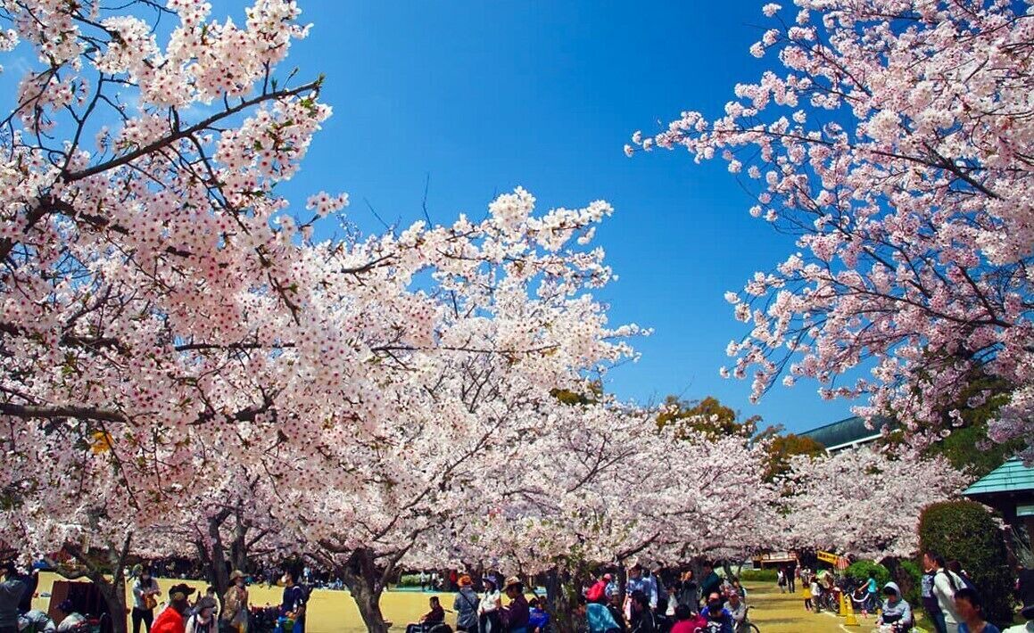 Photo of Outdoor in Matsuyama
