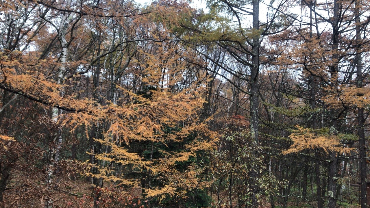 Photo of Outdoor in Togakushi