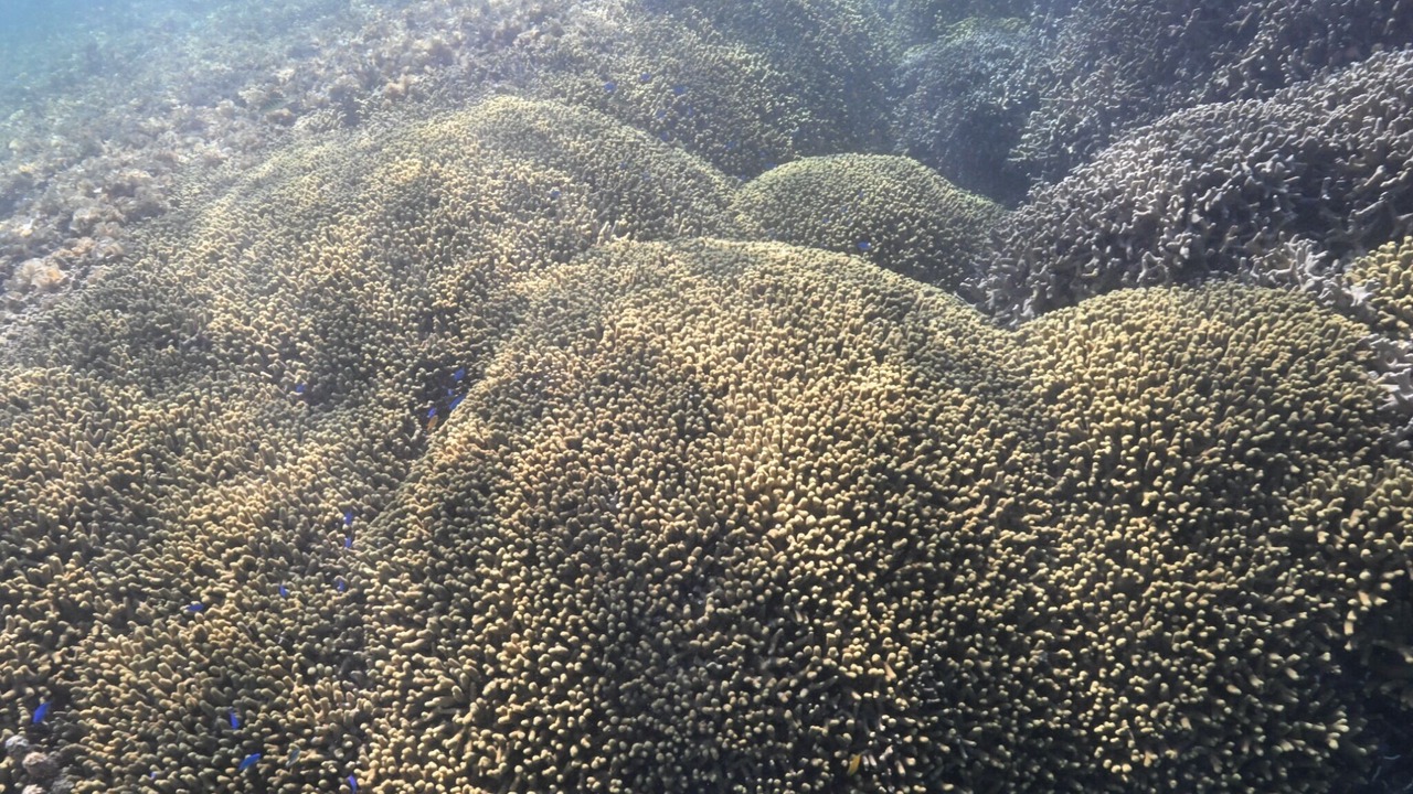 Photo of Others in Shiraho