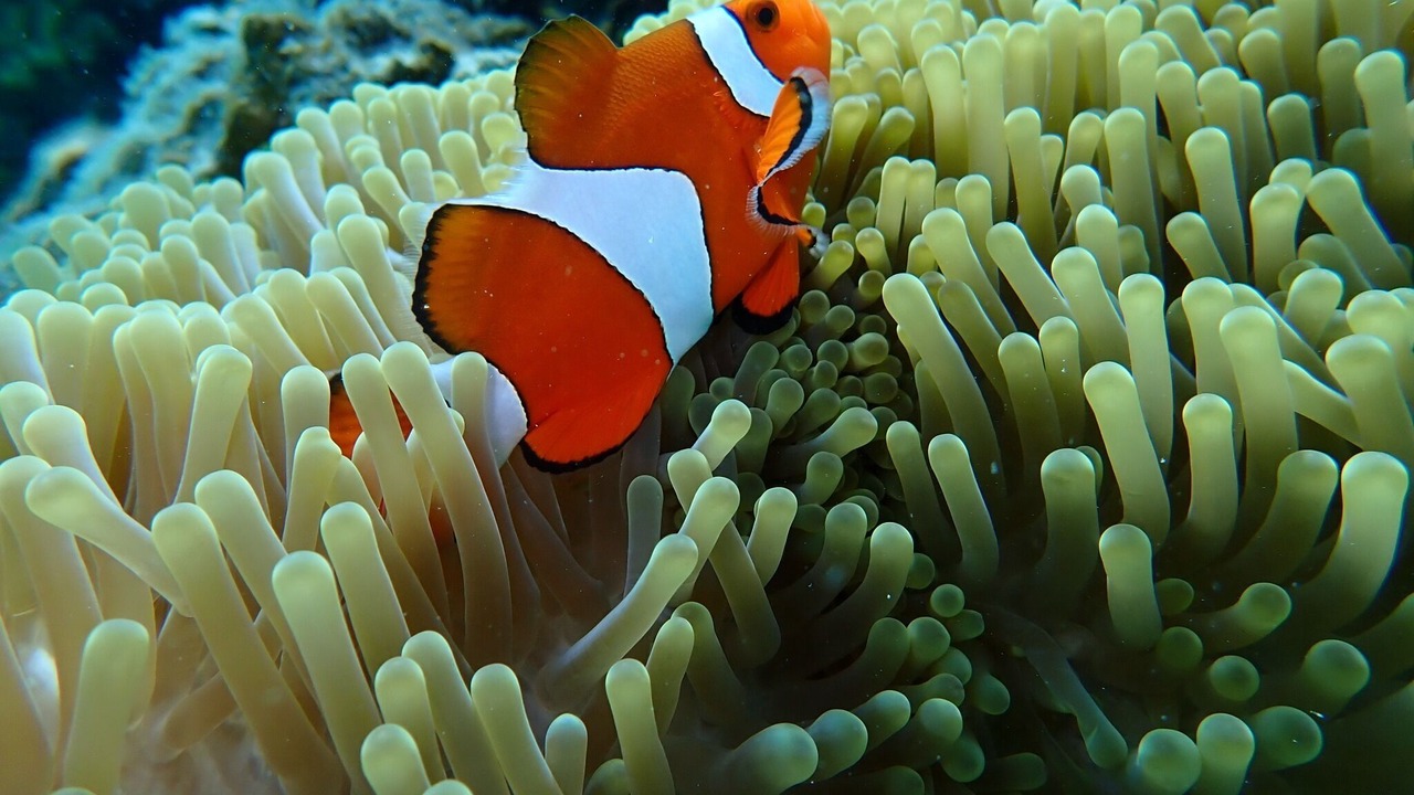 Photo of Others in Shiraho
