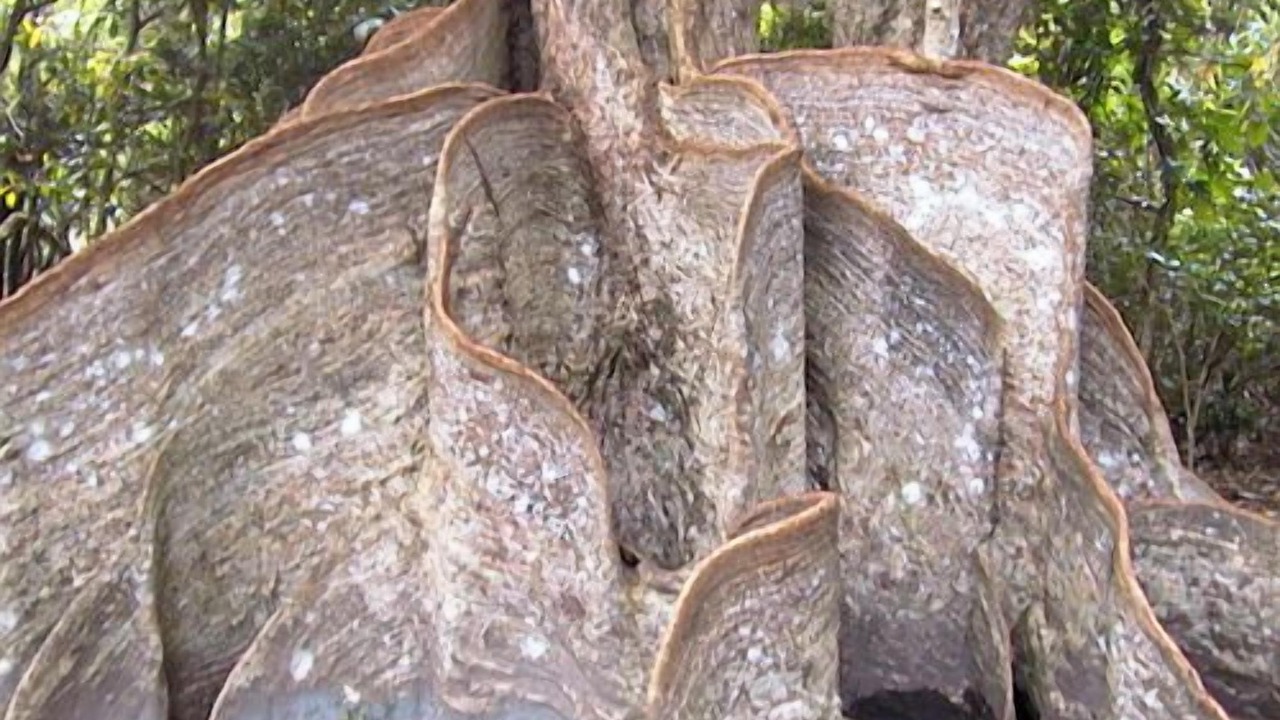 Photo of Others in Iriomote-jima Taketomi-cho