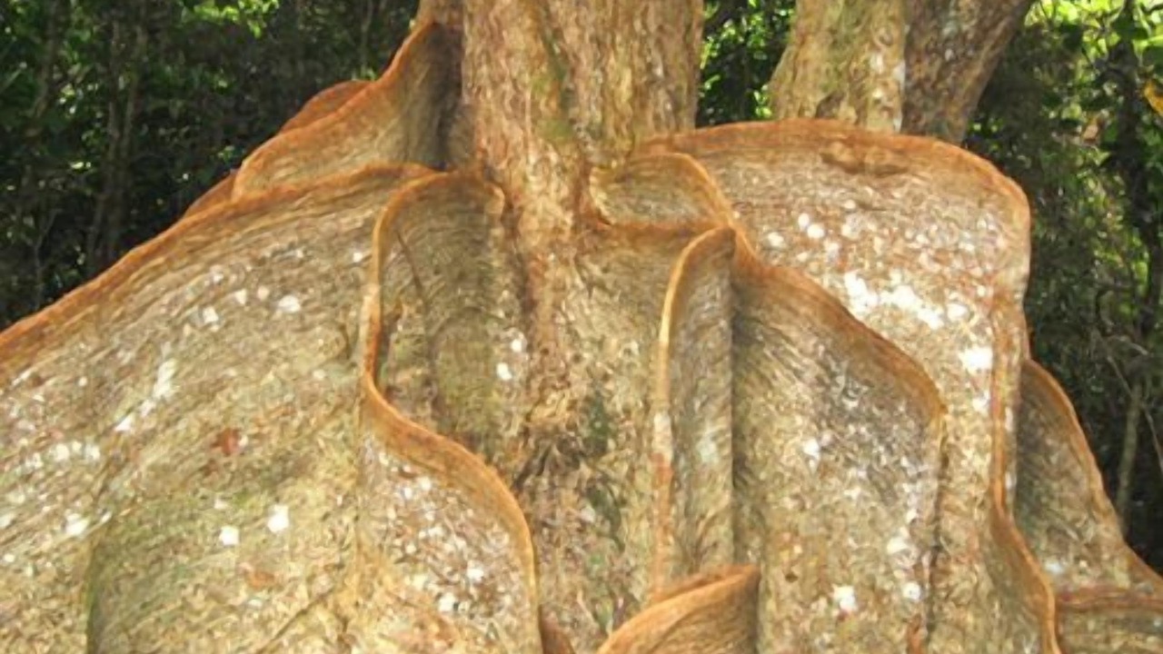 Photo of Others in Iriomote-jima Taketomi-cho
