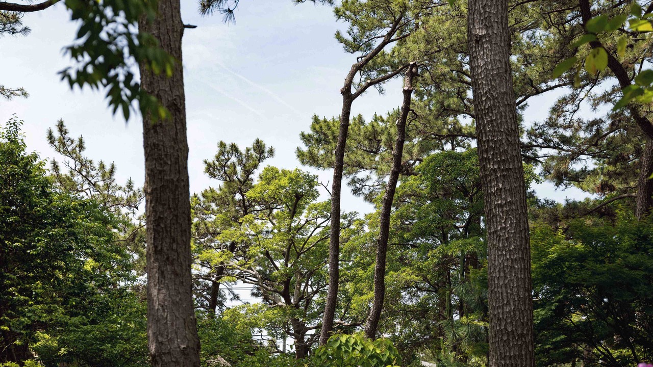Photo of Outdoor in Numazu