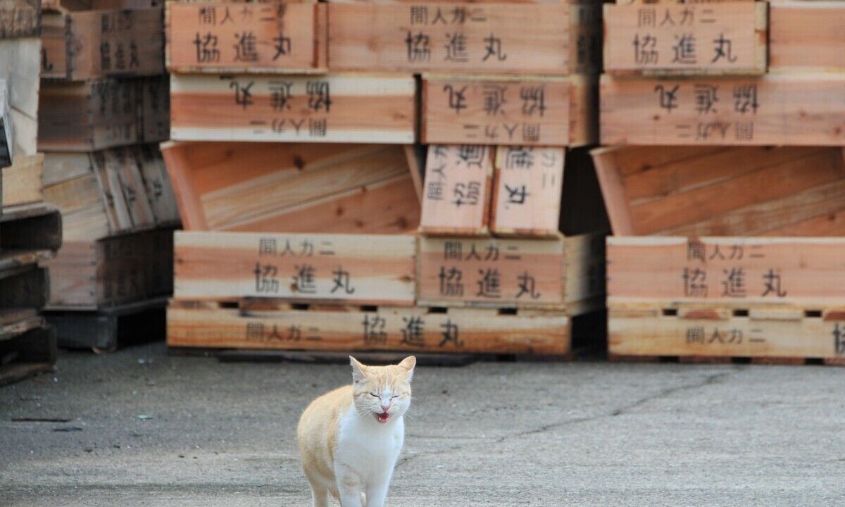 Photo of Outdoor in Kyotango