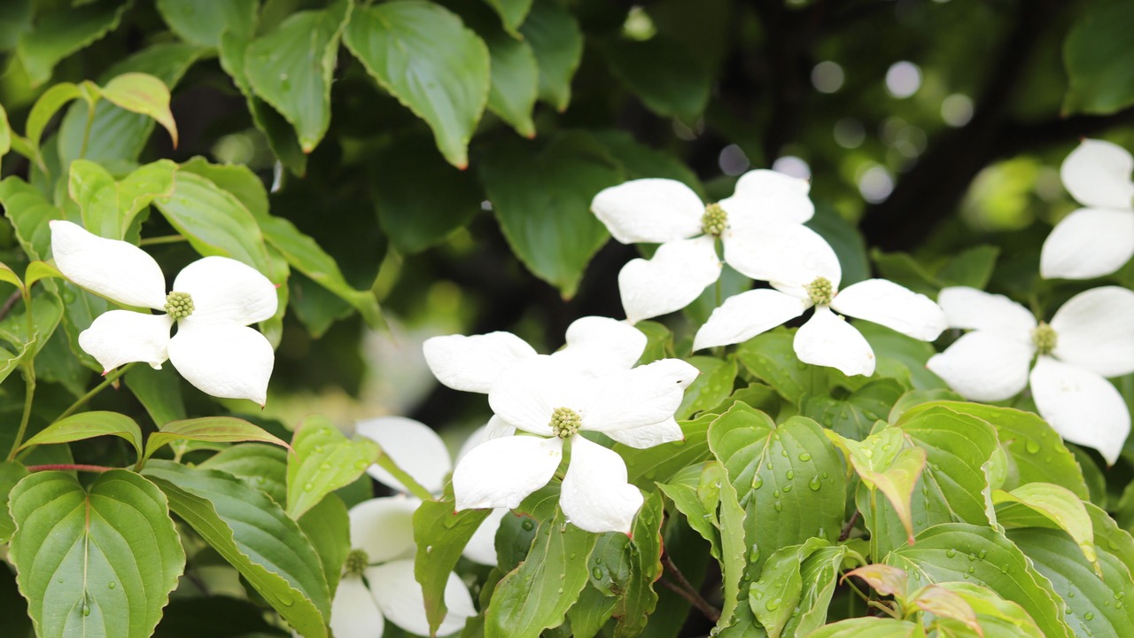 Photo of Outdoor in Matsumoto